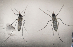 Suma Secretaría de Salud 201 casos de zika en el país