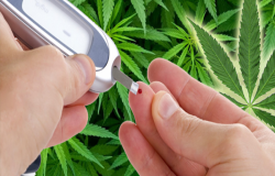 Se aprueba aceite de cannabis para atender diabetes