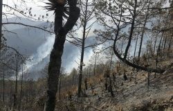 Brigadistas logran controlar incendio en zona montañosa de Tamaulipas