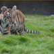 Nace Tigre de Bengala en Zoológico de Victoria