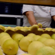 Tamaulipas líder en producción de limón italiano