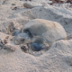 Permanece programa de conservación de tortuga Lora