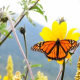 Protege Tamaulipas a mariposa monarca