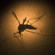Anuncia Texas primer caso de zika transmitido por mosquitos