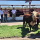 Impulsa Gobierno de Tamaulipas programa de mejoramiento genético al alcance de todos los ganaderos tamaulipecos.