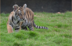 Nace Tigre de Bengala en Zoológico de Victoria
