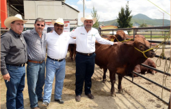 Programa de mejoramiento genético beneficia a ganaderos de Tula