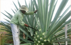 Promueve Tamaulipas industrialización del tequila