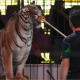 El Congreso prohíbe el uso de animales silvestres en los circos