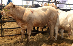 Invitan a productores pecuarios a revalidar fierros y marcas de identidad de su ganado