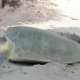 Llegan a Playa Miramar más de 70 tortugas Lora