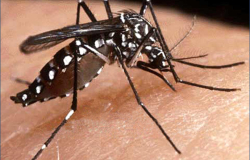 Dengue sigue bajo control