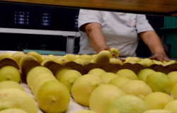 Tamaulipas líder en producción de limón italiano