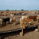 Ocupa Tamaulipas primeros lugares en exportación de ganado bovino