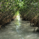 Apoya Tamaulipas la protección del mangle