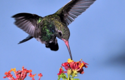 Preparan Congreso para estudio y conservación de las aves en México