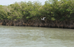 Valoran manglares para mitigar cambio climático