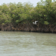 Valoran manglares para mitigar cambio climático