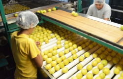 Ocupa Tamaulipas primer lugar nacional en producción de limón italiano
