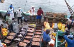 Quitaron ‘freno’ a 1,800 pescadores de camarón