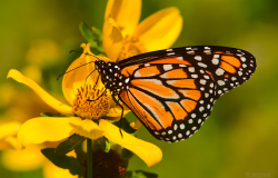 Refuerzan monitoreo de Mariposa Monarca
