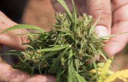 Fallo de la SCJN no significa legalización de marihuana: Salud