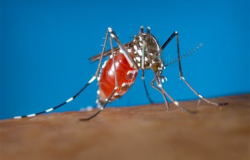 Busca Brasil desarrollar vacuna contra virus del Zika