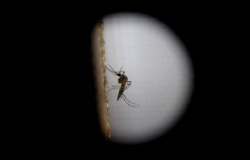 Zika, emergencia global