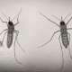 Suma Secretaría de Salud 201 casos de zika en el país