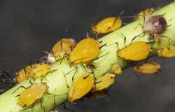 Tamaulipas refuerza combate del “pulgón amarillo” en cultivos de sorgo
