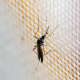 Suman 264 casos de zika en México