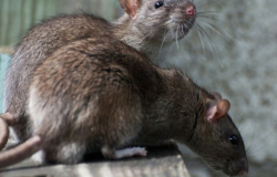 Se disparan quejas por presencia de ratas en Nueva York