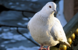 Inicia con éxito temporada de caza de paloma ala blanca