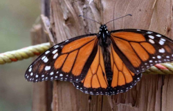 Protege Laredo a mariposa Monarca