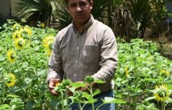 Busca UAT incrementar producción de girasol en Tamaulipas