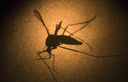 Anuncia Texas primer caso de zika transmitido por mosquitos