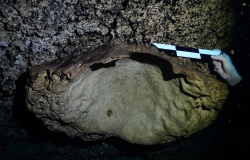 Hallan en Mérida fósil con antigüedad de entre cinco y 23 millones de años