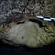 Hallan en Mérida fósil con antigüedad de entre cinco y 23 millones de años