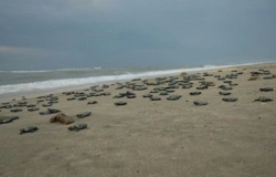 Nacen más de 100 mil crías de tortugas Lora en Tamaulipas