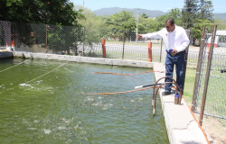 Impulsan producción acuícola en la FMVZ-UAT