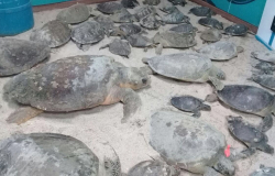 Dan protección a 120 tortugas en riesgo de morir por frío