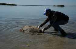 Rescatan y liberan a más de 200 tortugas varadas en playas de Tamaulipas