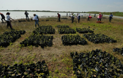 Para mitigar cambio climático intensifican plantación de manglares