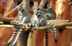 ¡Los lémures de Madagascar están en el Zoológico Tamatán!