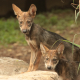 Nacen 6 crías de lobo gris mexicano en zoológico Tamatán.