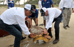 Tamaulipas contribuye a la protección y recuperación de tortugas marinas.