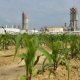 Apoyo al sector Agropecuario en Tamaulipas: levantamiento del veto al uso de Glifosato