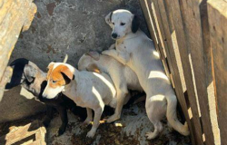 Aumentan multas por maltrato animal en Nuevo Laredo