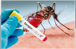 Alerta en Tamaulipas por aparición del serotipo DEN-V4 del dengue