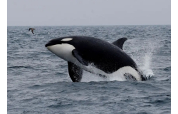 Piden otorgar derechos humanos a las ballenas